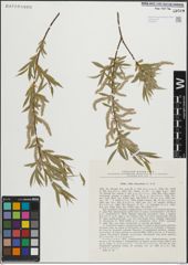 Foto von Salix linearifolia E. L. Wolf
